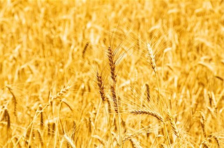 simsearch:400-05686149,k - Wheat field on the bright summer day Stock Photo - Budget Royalty-Free & Subscription, Code: 400-04736725