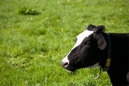 dutch cow pictures - Dutch cow in the meadow Stock Photo - Budget Royalty-Free & Subscription, Code: 400-04736851