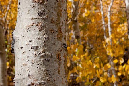 Yellow Aspens with a bright white tree trunk in the foreground Stock Photo - Budget Royalty-Free & Subscription, Code: 400-04737118