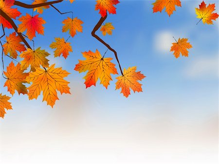 seasonal change - Yellow maple, autumn. EPS 8 vector file included Stock Photo - Budget Royalty-Free & Subscription, Code: 400-04737359