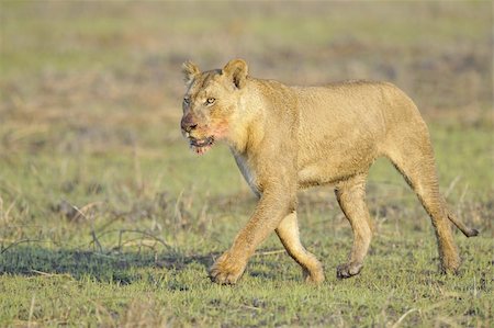 simsearch:400-04727848,k - Lioness after hunting. A portrait of a lioness with a blood-stained mouth. Stock Photo - Budget Royalty-Free & Subscription, Code: 400-04737651