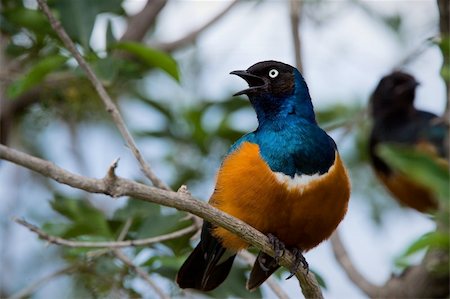 simsearch:400-04604339,k - Colourful bird Superb Starling sits on a branch on a bright blue-green background. Stock Photo - Budget Royalty-Free & Subscription, Code: 400-04737785