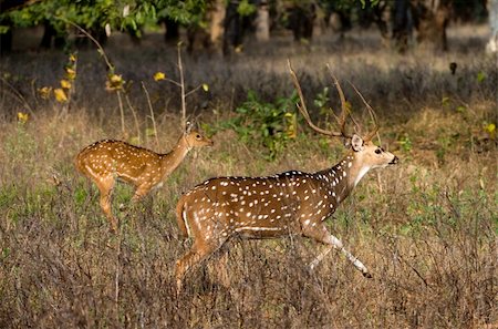 deer hunt - Axis or Spotted Deer (Axis axis) INDIA Kanha National Park Stock Photo - Budget Royalty-Free & Subscription, Code: 400-04737782