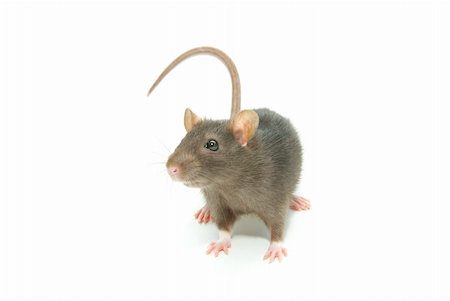 rat - funny rat  isolated on white background Stock Photo - Budget Royalty-Free & Subscription, Code: 400-04738013