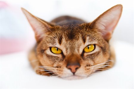 simsearch:400-05701368,k - young Abyssinian cat lying on white couch on bright background Stock Photo - Budget Royalty-Free & Subscription, Code: 400-04738701