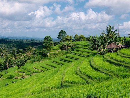 Wide green rice terraces at Bali Stock Photo - Budget Royalty-Free & Subscription, Code: 400-04739166