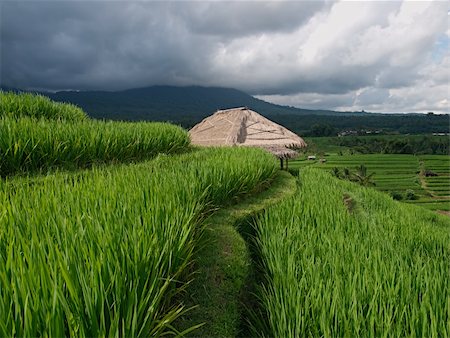 Traditional hut on rice fields Stock Photo - Budget Royalty-Free & Subscription, Code: 400-04739167