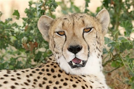 simsearch:400-04597010,k - Magnificent cheetah wildcat with beautiful fur Stock Photo - Budget Royalty-Free & Subscription, Code: 400-04739452