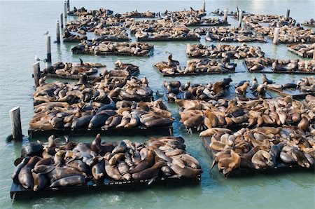 simsearch:400-04533218,k - California sea lions sunning themselves at Pier 39, San Francisco, California Stock Photo - Budget Royalty-Free & Subscription, Code: 400-04739999