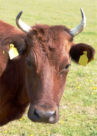 simsearch:400-05669603,k - Cow with labels in ears looking at camera Photographie de stock - Aubaine LD & Abonnement, Code: 400-04731538