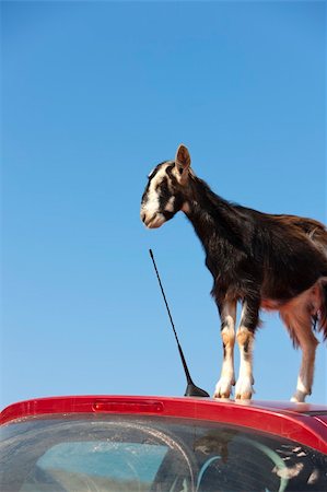 ram animal side view - This mountain goat tried to eat a car antennas Stock Photo - Budget Royalty-Free & Subscription, Code: 400-04733114