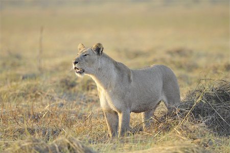 simsearch:400-04836462,k - A lioness with new-born antelope prey. The lioness goes on savanna and bears the killed kid of an antelope. A yellow grass. The morning sun. Foto de stock - Super Valor sin royalties y Suscripción, Código: 400-04744675