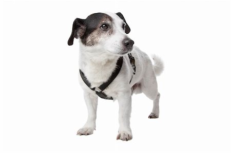 simsearch:400-04312760,k - jack russel terrier isolated on a white background Stock Photo - Budget Royalty-Free & Subscription, Code: 400-04744685