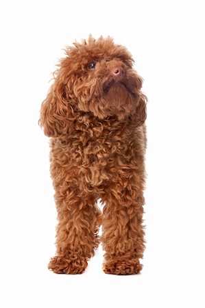 simsearch:400-05711347,k - Brown toy poodle with classic grooming in a pose Foto de stock - Super Valor sin royalties y Suscripción, Código: 400-04744698
