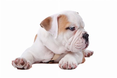 simsearch:400-04875272,k - English Bulldog puppy lying down in front of white background Stock Photo - Budget Royalty-Free & Subscription, Code: 400-04744690