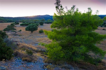 The valley of olive trees. Rhodes. Greece Stock Photo - Budget Royalty-Free & Subscription, Code: 400-04746296