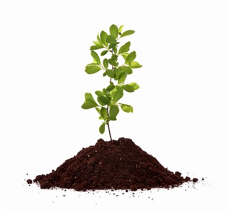 seed growing in soil - Young plant in ground over white background Stock Photo - Budget Royalty-Free & Subscription, Code: 400-04746685