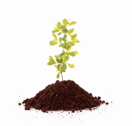 seed growing in soil - Young plant in ground over white background Stock Photo - Budget Royalty-Free & Subscription, Code: 400-04746694