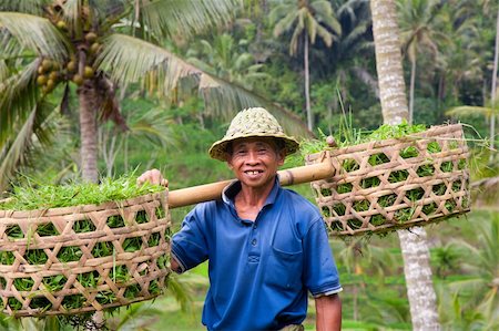 Rice farmer Wajan Kantun on his rice fields in Tegallalang, Bali , Indonesia Stock Photo - Budget Royalty-Free & Subscription, Code: 400-04747547
