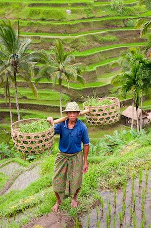 Rice farmer Wajan Kantun on his rice fields in Tegallalang, Bali , Indonesia Stock Photo - Budget Royalty-Free & Subscription, Code: 400-04747567