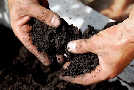 black soil in man hand closeup outdoor Stock Photo - Budget Royalty-Free & Subscription, Code: 400-04747817