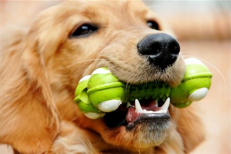 simsearch:400-04312760,k - golden retriever young dog portrait with toy bone Stock Photo - Budget Royalty-Free & Subscription, Code: 400-04748012
