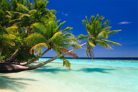 simsearch:400-03991814,k - Tropical Paradise at Maldives with palms and blue sky Stock Photo - Budget Royalty-Free & Subscription, Code: 400-04748090