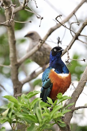 simsearch:400-04604339,k - Colourful bird Superb Starling sits on a branch on a bright blue-green background. Stock Photo - Budget Royalty-Free & Subscription, Code: 400-04748360