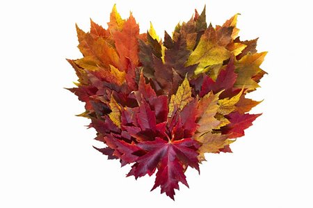 simsearch:400-06418836,k - Maple Leaves Mixed Fall Colors Autumn Heart Wreath on White Background Stock Photo - Budget Royalty-Free & Subscription, Code: 400-04748578