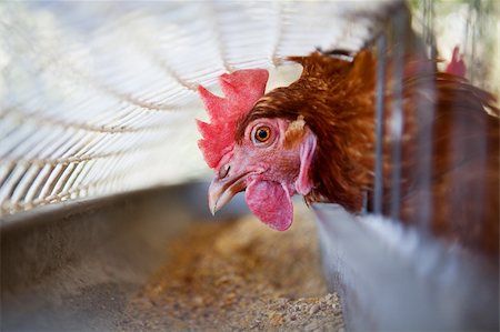 Close up image of a Head of a chicken in a cage Stock Photo - Budget Royalty-Free & Subscription, Code: 400-04749133