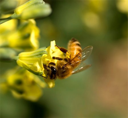 simsearch:700-00194432,k - honey bee collecting pollen from yellow spring flowers of broccoli vegetable plant Stock Photo - Budget Royalty-Free & Subscription, Code: 400-04749400