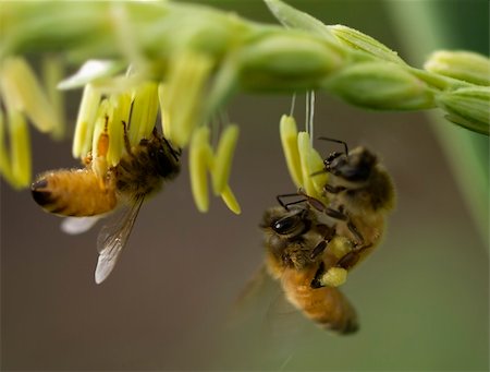 simsearch:700-00194432,k - honey bees on corn flower working collecting pollen Stock Photo - Budget Royalty-Free & Subscription, Code: 400-04749589