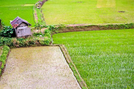 Green rice plantation farmland in indonesia countryside Stock Photo - Budget Royalty-Free & Subscription, Code: 400-04740129