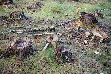 simsearch:673-02801432,k - Tree stumps in a deforested area Stock Photo - Budget Royalty-Free & Subscription, Code: 400-04740745