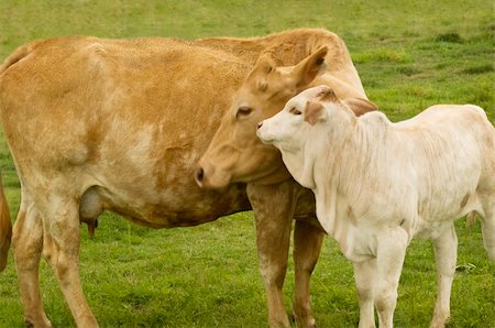 family beef - charolais cow with baby calf - spring time mother  love - rural scene Stock Photo - Budget Royalty-Free & Subscription, Code: 400-04741420