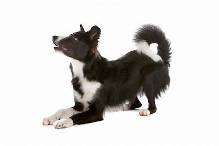 a border collie sheepdog isolated on a white background Stock Photo - Budget Royalty-Free & Subscription, Code: 400-04742349