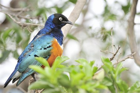 simsearch:400-04604339,k - Colourful bird Superb Starling sits on a branch on a bright blue-green background. Stock Photo - Budget Royalty-Free & Subscription, Code: 400-04743697