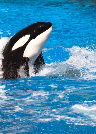 Orca (Killer) Whale in blue water. Stock Photo - Budget Royalty-Free & Subscription, Code: 400-04743878