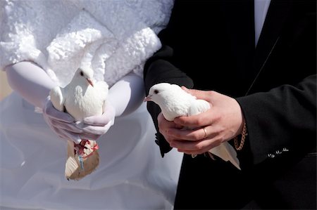 Wedding pigeons in hands of the groom and the bride Stock Photo - Budget Royalty-Free & Subscription, Code: 400-04754420