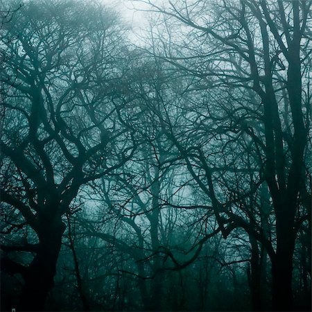 Haunted woods during a heavy thunderstorm. Stock Photo - Budget Royalty-Free & Subscription, Code: 400-04750928