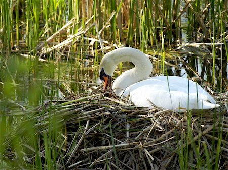 beautiful white  swan nesting on the lake Stock Photo - Budget Royalty-Free & Subscription, Code: 400-04751353