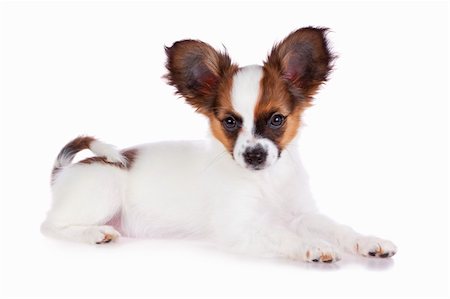 simsearch:400-05722359,k - Papillon puppy isolated on a white background Stock Photo - Budget Royalty-Free & Subscription, Code: 400-04752215