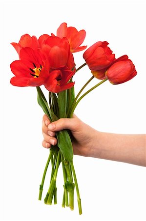 bouquet of tulips in a hand against a white background Foto de stock - Super Valor sin royalties y Suscripción, Código: 400-04752305