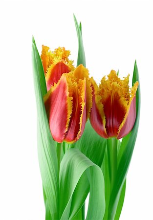 simsearch:400-04808821,k - Spring tulips bunch close-up isolated on white background Foto de stock - Super Valor sin royalties y Suscripción, Código: 400-04753413