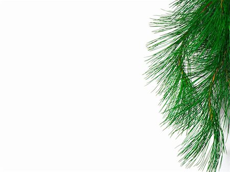 simsearch:400-05693036,k - The branch of a christmas tree on white background Stock Photo - Budget Royalty-Free & Subscription, Code: 400-04753489