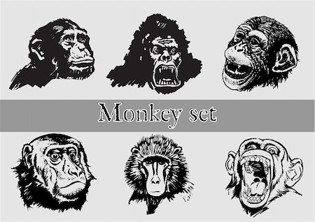 simsearch:400-04227154,k - black and white smart monkey on the white background Stock Photo - Budget Royalty-Free & Subscription, Code: 400-04764100