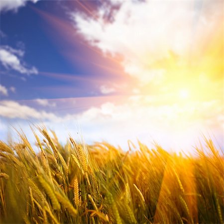 simsearch:400-04794343,k - The sunlight sprinkles the corn field outdoor of the meadow at sunset. Stock Photo - Budget Royalty-Free & Subscription, Code: 400-04764338