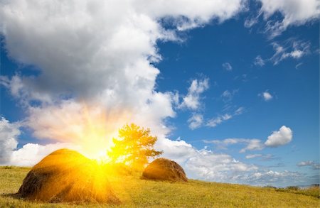 simsearch:400-04794343,k - The sunlight sprinkles the corn field outdoor of the meadow at sunset. Stock Photo - Budget Royalty-Free & Subscription, Code: 400-04764332