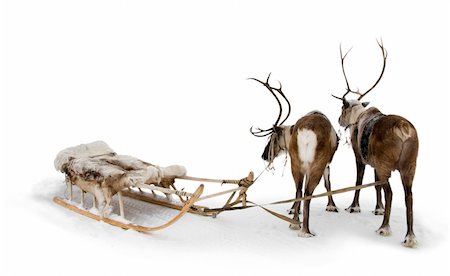 deer snow - Two reindeers stand to harnesses in winter. Stock Photo - Budget Royalty-Free & Subscription, Code: 400-04765847