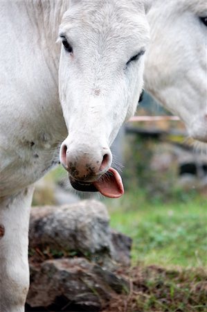 simsearch:400-05294140,k - A donkey on a farm shows tongue Stock Photo - Budget Royalty-Free & Subscription, Code: 400-04766587